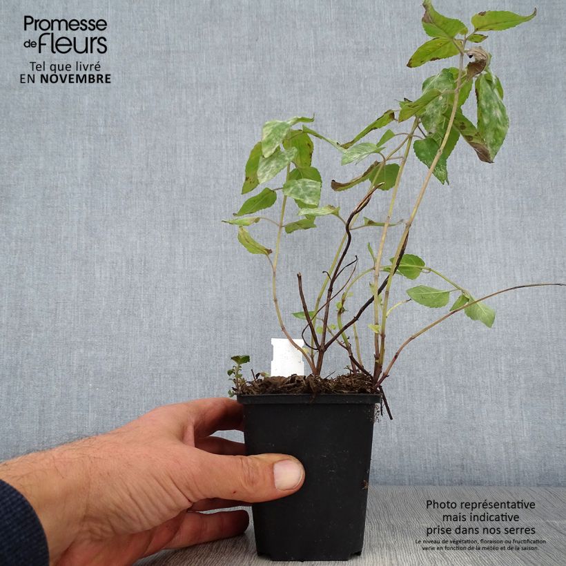 Esemplare di Monarda Mohawk - Monarda Vasetto da 8/9 cm come consegnato in autunno