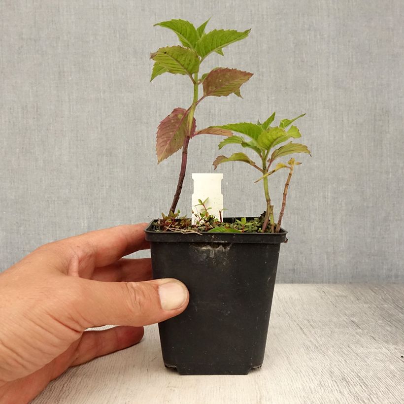 Esemplare di Monarda Pink Lace Vasetto da 7/8 cm consegnato in estate