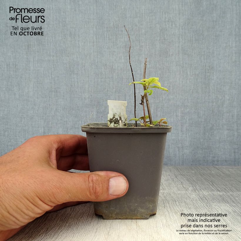 Esemplare di Monarda Prärienacht - Monarda Vasetto da 8/9 cm come consegnato in autunno