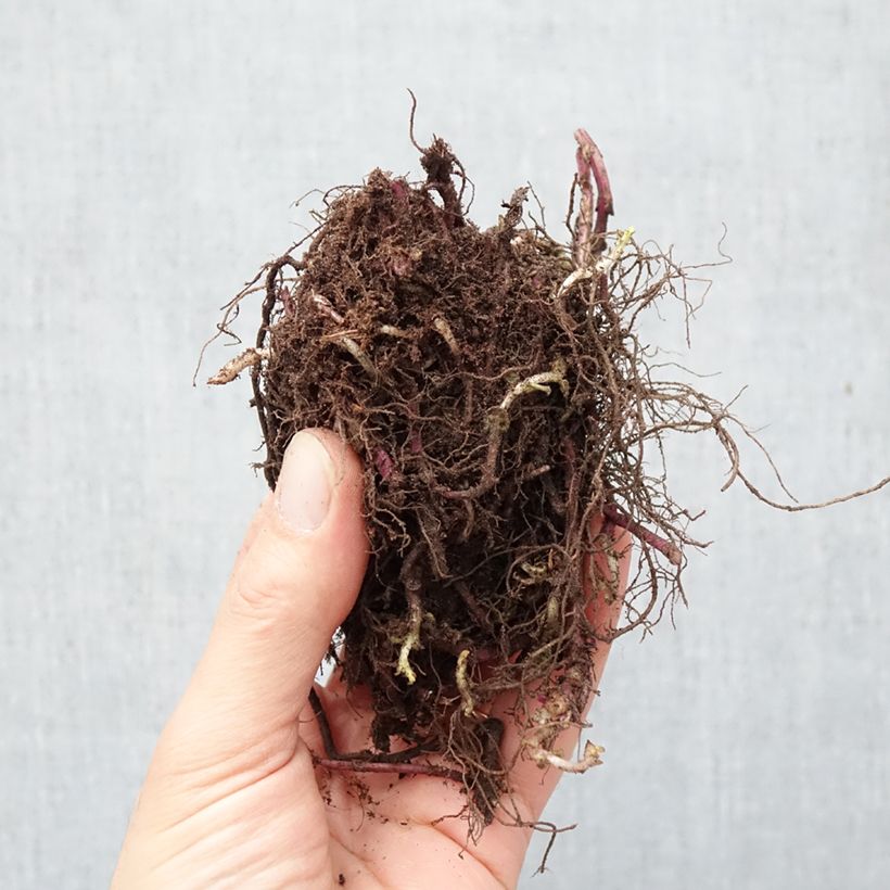 Monarda Purple Lace Piante piccole a radice nuda esemplare consegnato in inverno