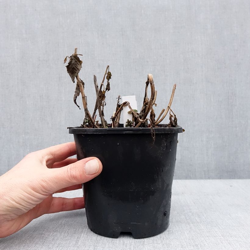 Monarda didyma Sugar Buzz Pink Frosting - Monarda Vaso da 1,5L/2L esemplare consegnato in inverno