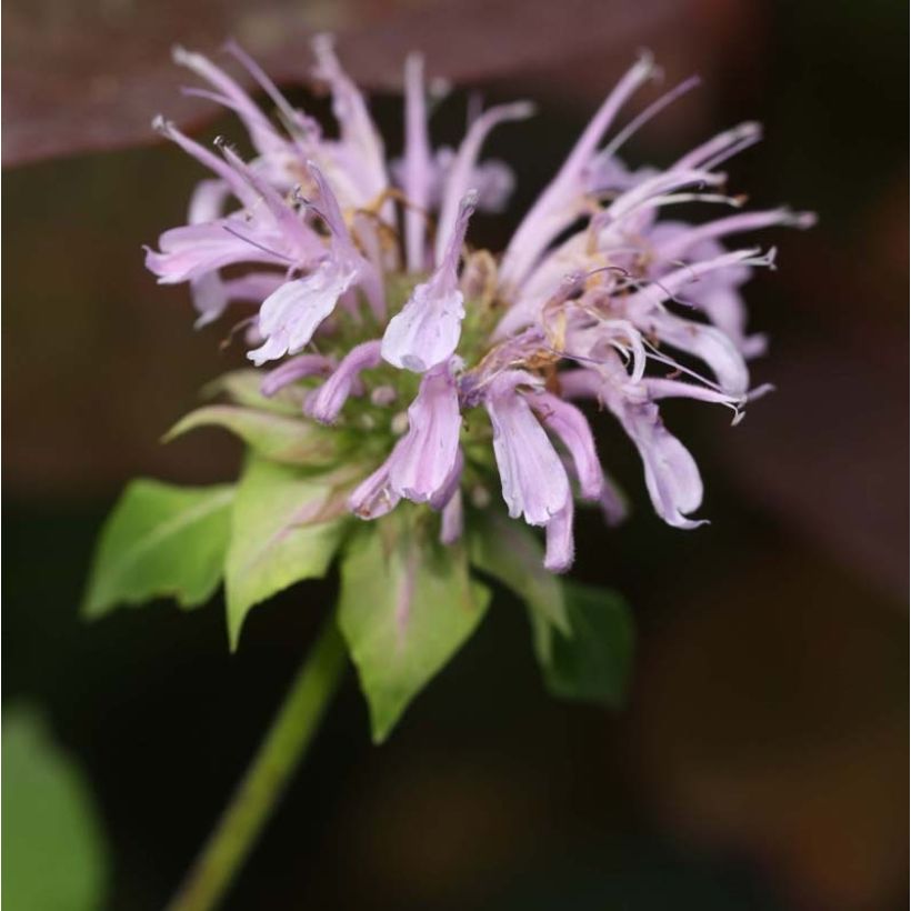 Monarda Beauty of Cobham - Monarda (Fioritura)