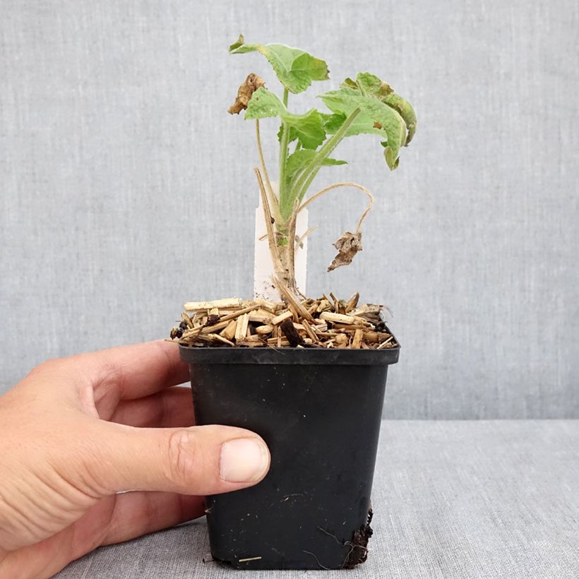 Esemplare di Lunaria annua Alba - Moneta del Papa bianca Vasetto da 8/9 cm consegnato in estate