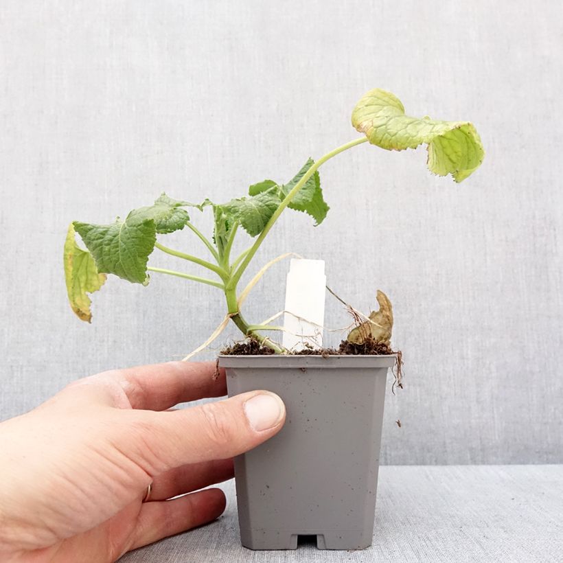 Lunaria annua Alba - Moneta del Papa bianca Vasetto da 8/9 cm esemplare consegnato in inverno