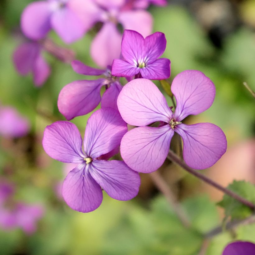 Lunaria annua - Moneta del Papa (Fioritura)