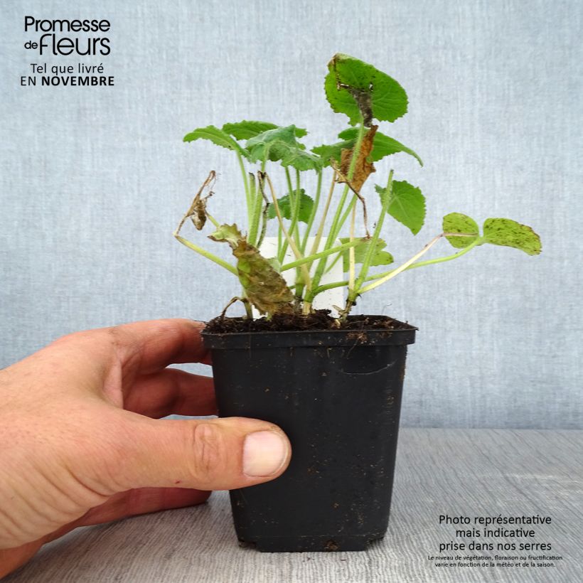 Esemplare di Lunaria annua - Moneta del Papa Vasetto da 8/9 cm come consegnato in autunno