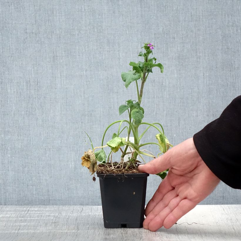 Lunaria annua - Moneta del Papa Vasetto da 8/9 cm esemplare consegnato in primavera