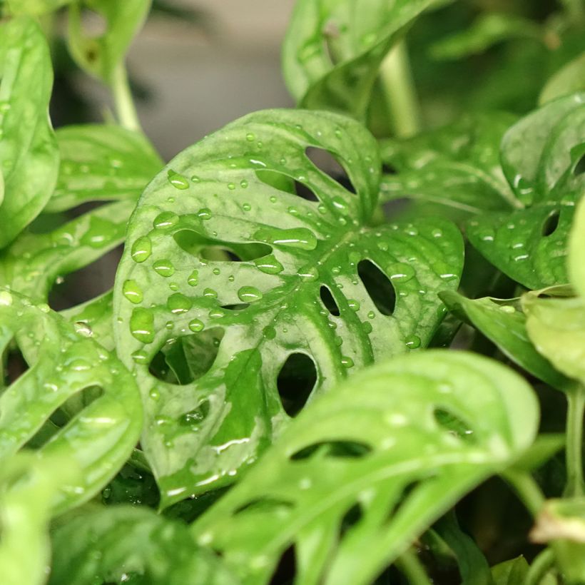 Monstera adansonii (Fogliame)