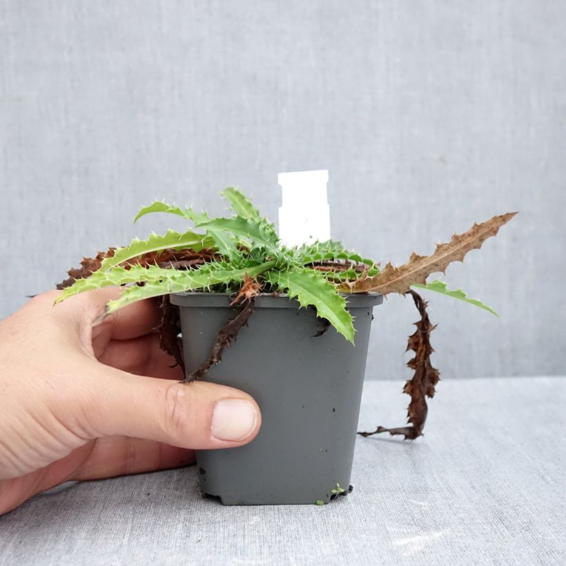 Esemplare di Morina longifolia Vasetto da 8/9 cm come consegnato in autunno