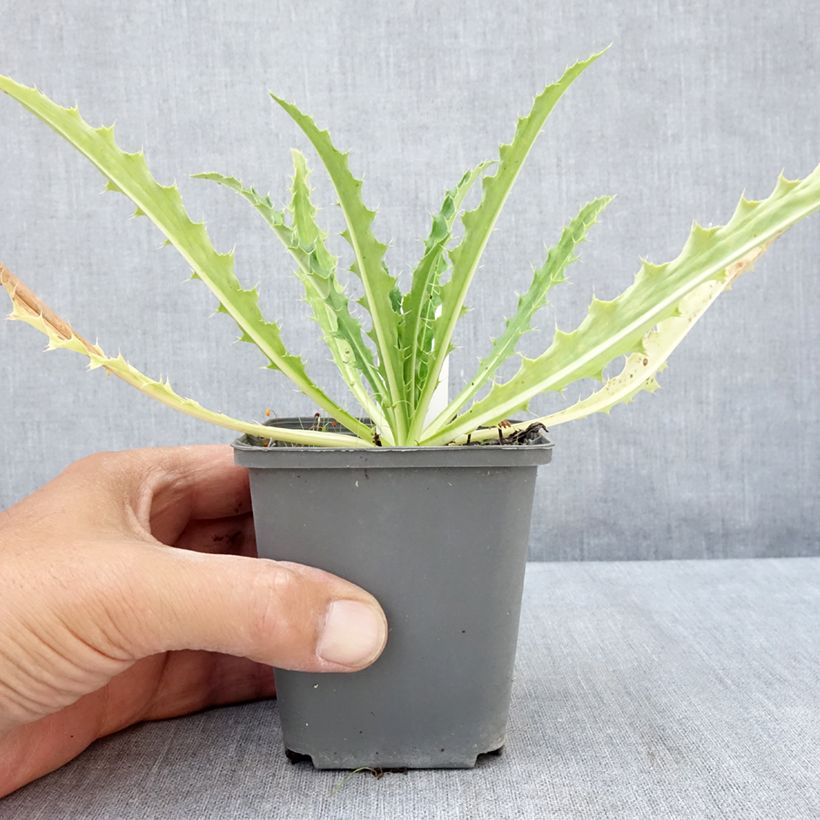 Esemplare di Morina longifolia Vasetto da 8/9 cm consegnato in estate