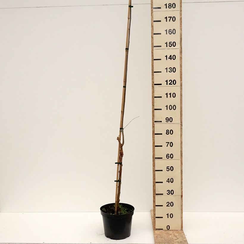 Morus alba Bistro - Mûrier blanc Vaso da 4L/5L esemplare consegnato in inverno