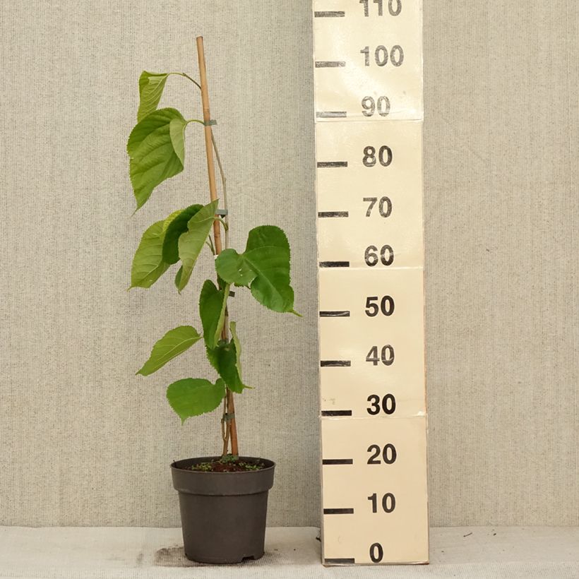 Esemplare di Gelso comune Giant Fruit Vaso da 3L/4L come consegnato in autunno