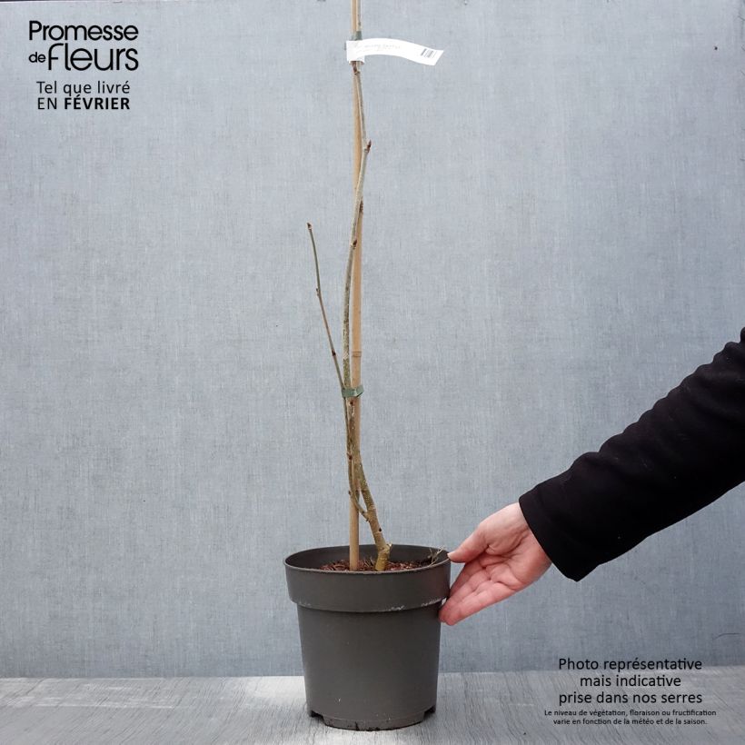 Gelso comune Giant Fruit Vaso da 3L/4L esemplare consegnato in inverno