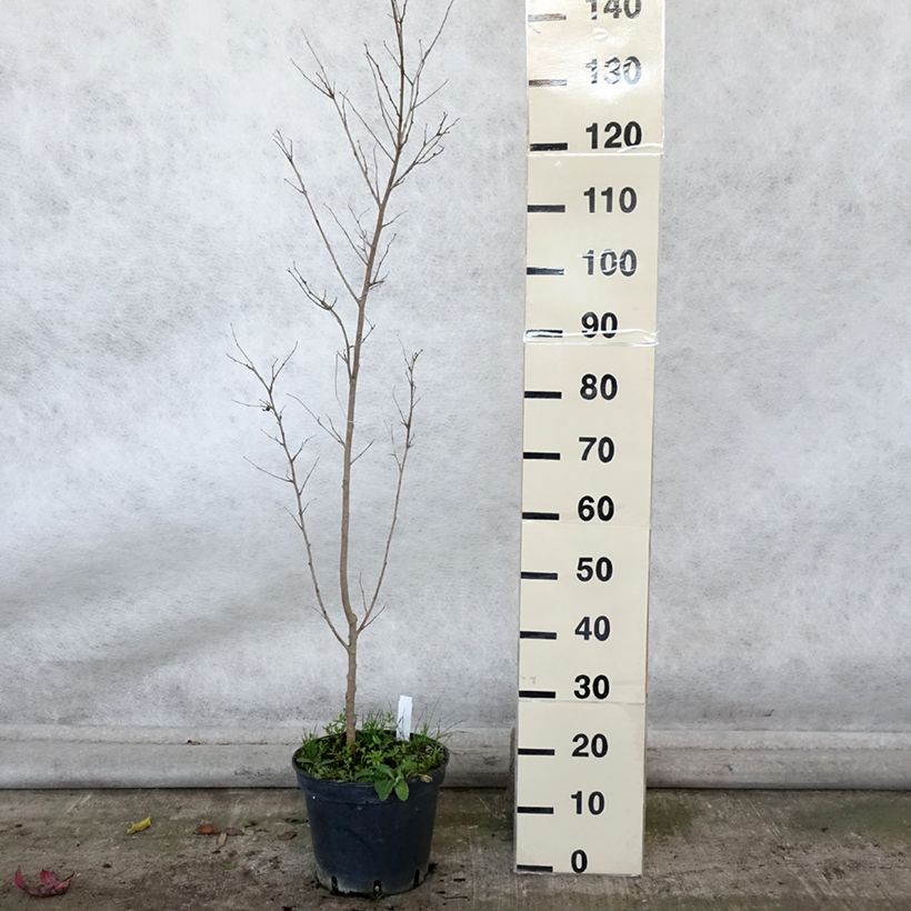 Esemplare di Morus alba - Gelso comune Vaso da 7,5L/10L come consegnato in autunno