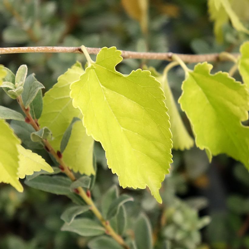 Morus alba Milanowek - Gelso bianco (Fogliame)