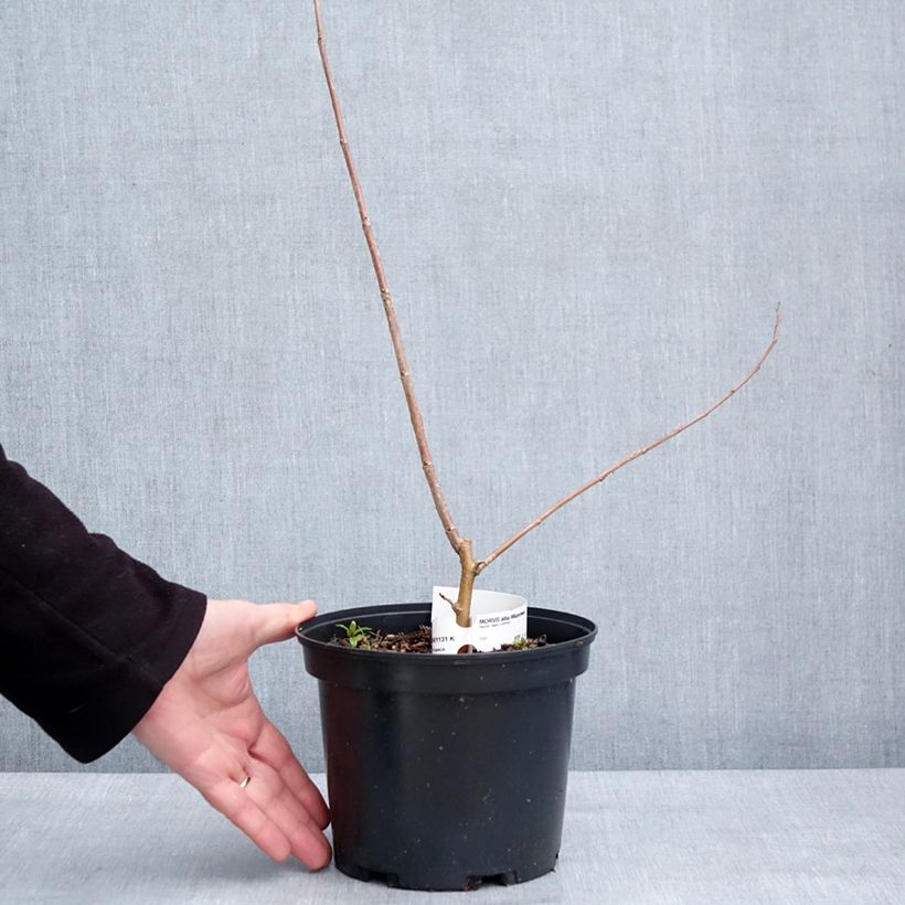 Morus alba Milanowek - Gelso bianco Vaso da 3L/4L esemplare consegnato in inverno