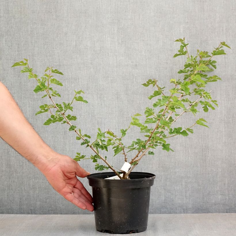 Morus alba Milanowek - Gelso bianco Vaso da 3L/4L esemplare consegnato in primavera