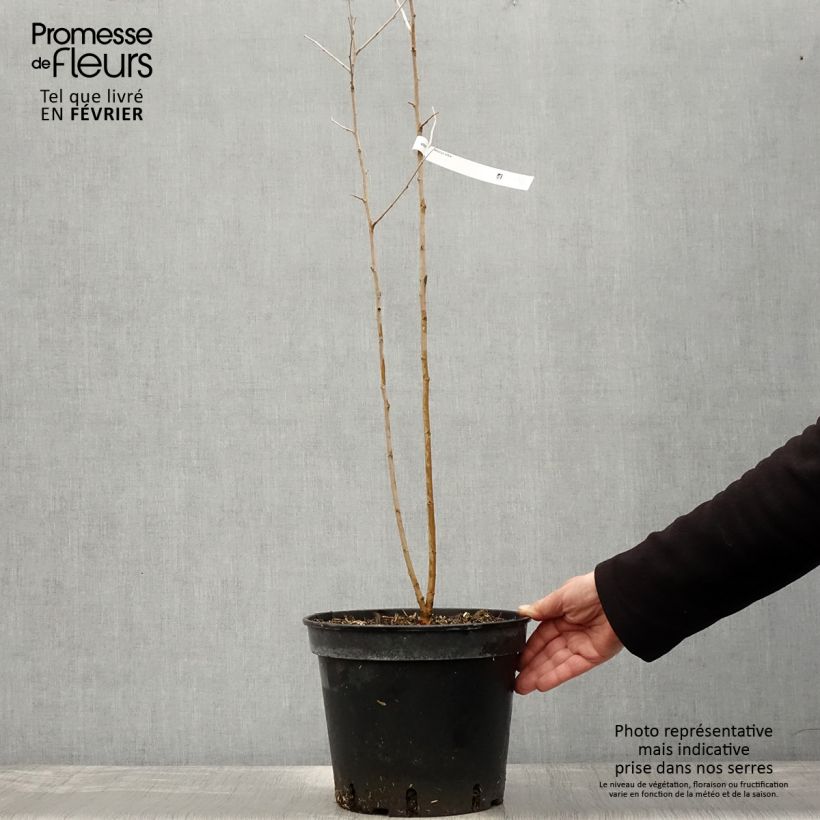 Morus alba - Gelso comune Vaso da 7,5L/10L esemplare consegnato in inverno