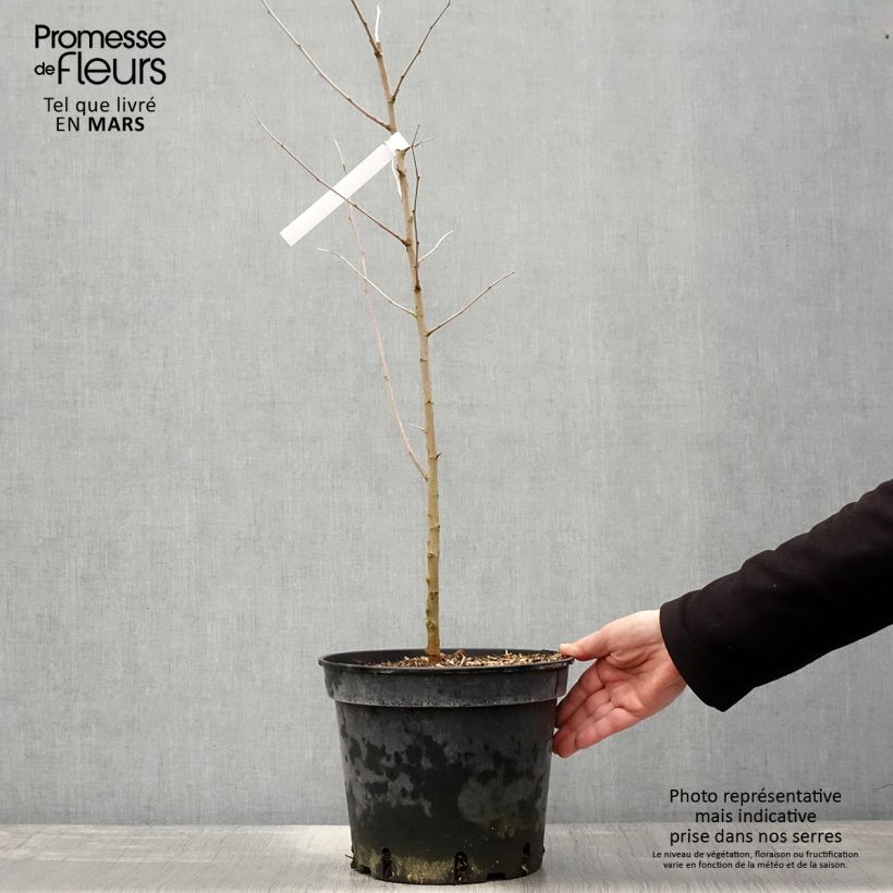 Morus alba - Gelso comune Vaso da 7,5L/10L esemplare consegnato in primavera