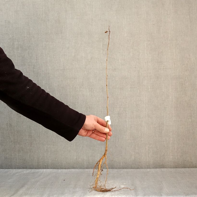 Morus alba - Gelso comune Piante piccole a radice nuda esemplare consegnato in inverno