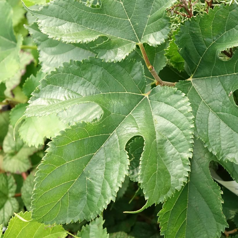 Morus alba Shin Tso - Gelso bianco (Fogliame)