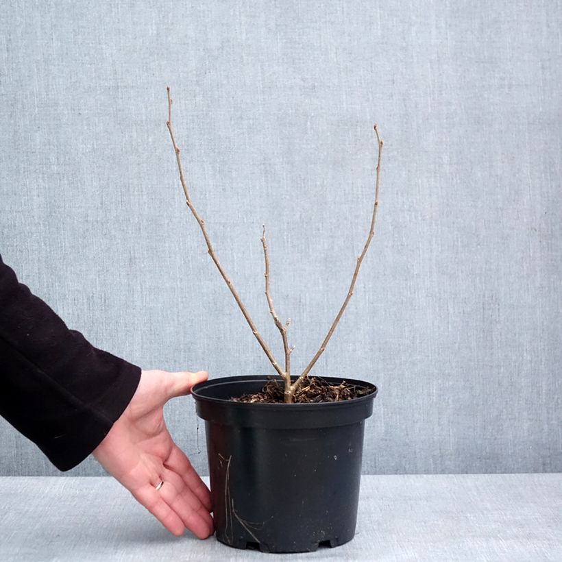 Morus alba Shin Tso - Gelso bianco Vaso da 3L/4L esemplare consegnato in inverno