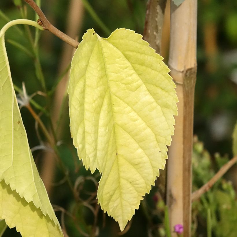 Gelso latifolia Spirata (Fogliame)