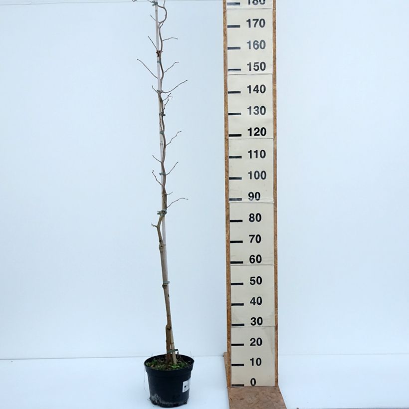 Esemplare di Gelso latifolia Spirata Vaso da 7,5L/10L come consegnato in autunno