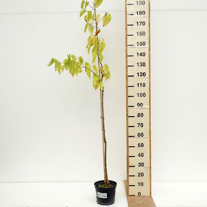 Esemplare di Gelso latifolia Spirata Vaso da 4L/5L consegnato in estate