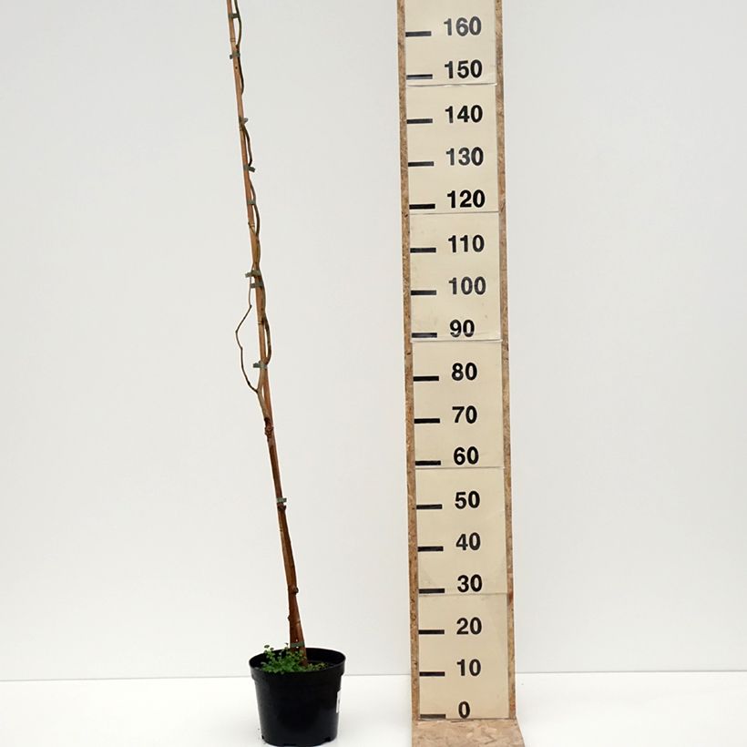 Gelso latifolia Spirata Vaso da 4L/5L esemplare consegnato in inverno
