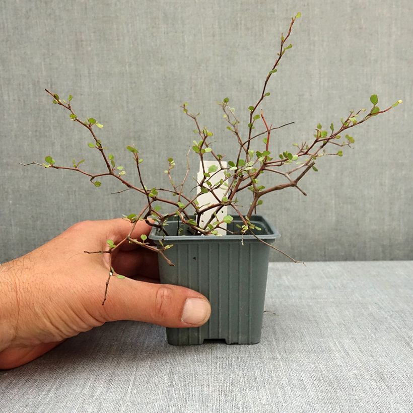 Muehlenbeckia astonii Vasetto da 8/9 cm esemplare consegnato in primavera