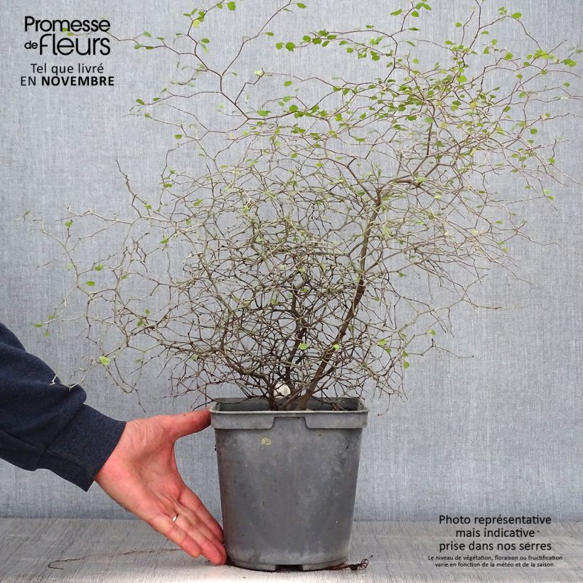 Esemplare di Muehlenbeckia astonii Vaso da 3L/4L come consegnato in autunno
