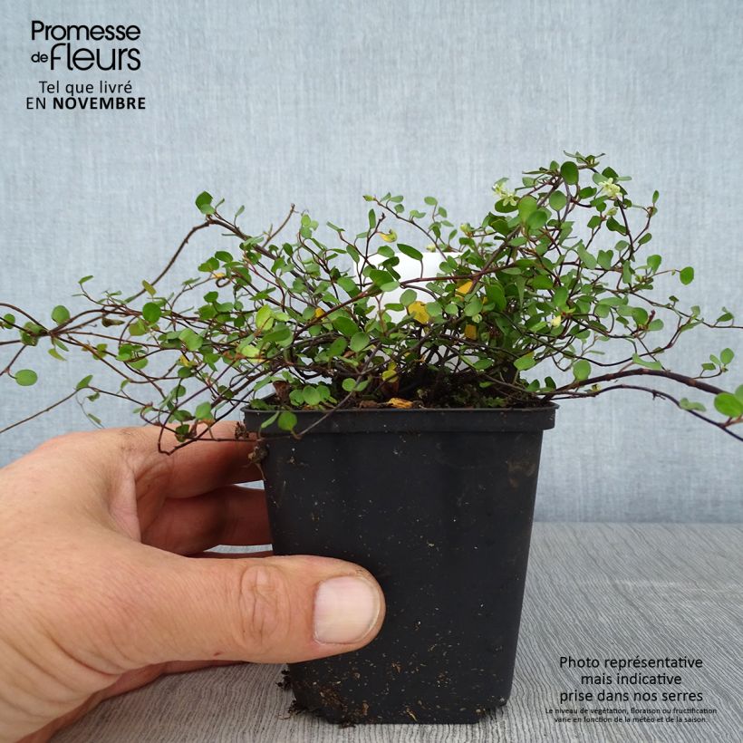 Esemplare di Muehlenbeckia axillaris Vasetto da 8/9 cm come consegnato in autunno