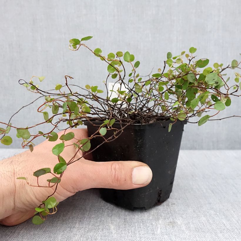 Muehlenbeckia complexa Vasetto da 8/9 cm esemplare consegnato in primavera
