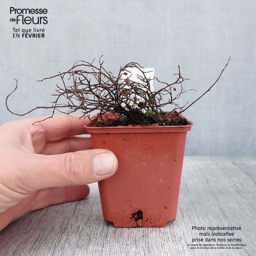 Muehlenbeckia complexa Golden Girl Vasetto da 8/9 cm esemplare consegnato in inverno
