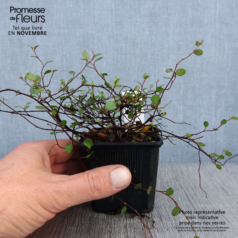 Esemplare di Muehlenbeckia complexa Sealand Compact Vasetto da 8/9 cm come consegnato in autunno