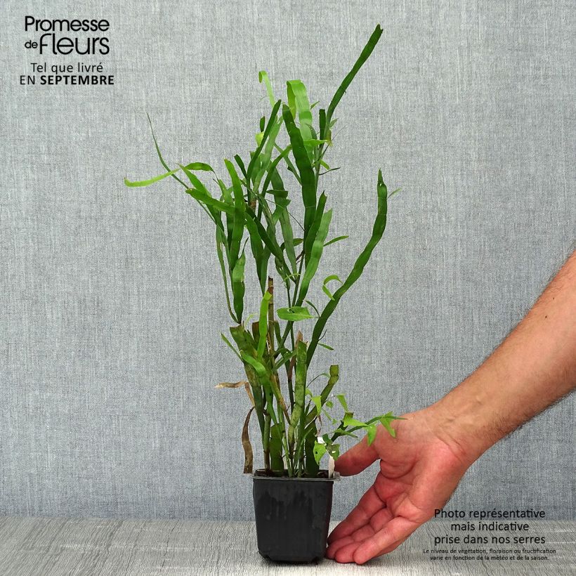 Esemplare di Muehlenbeckia platyclada Vasetto da 8/9 cm come consegnato in autunno