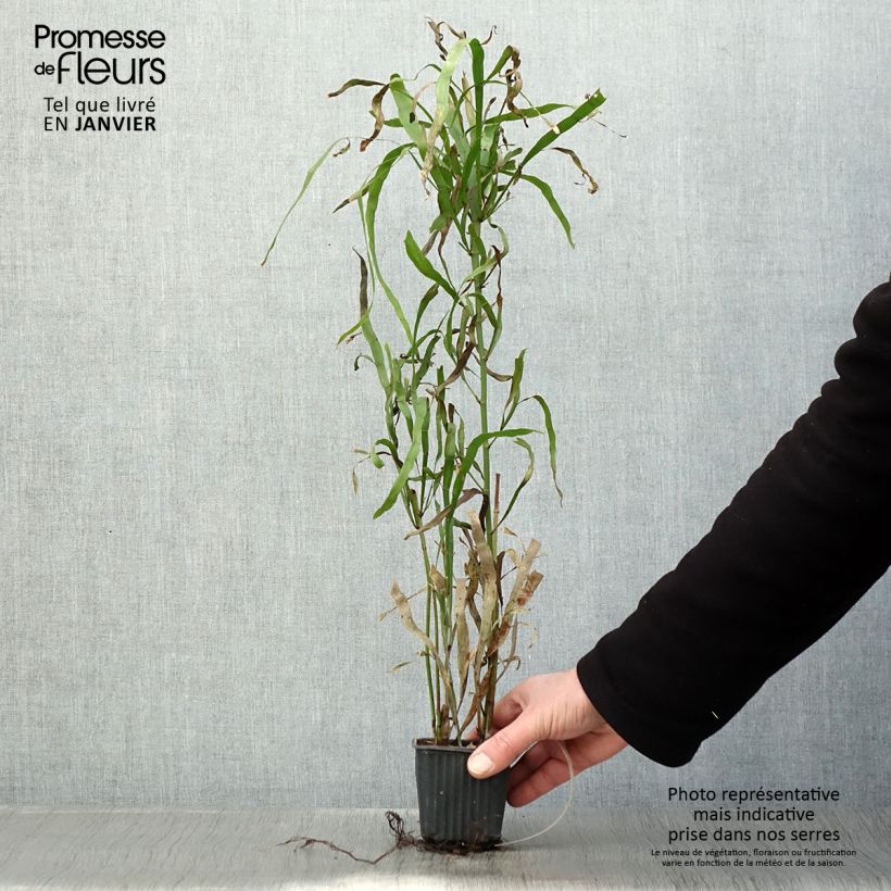 Muehlenbeckia platyclada Vasetto da 8/9 cm esemplare consegnato in inverno