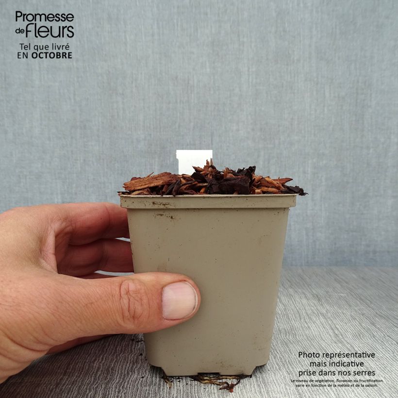 Esemplare di Convallaria majalis - Mughetto Vasetto da 8/9 cm come consegnato in autunno