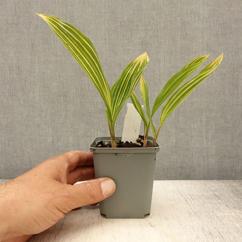 Convallaria majalis Albostriata - Mughetto Vasetto da 8/9 cm esemplare consegnato in primavera