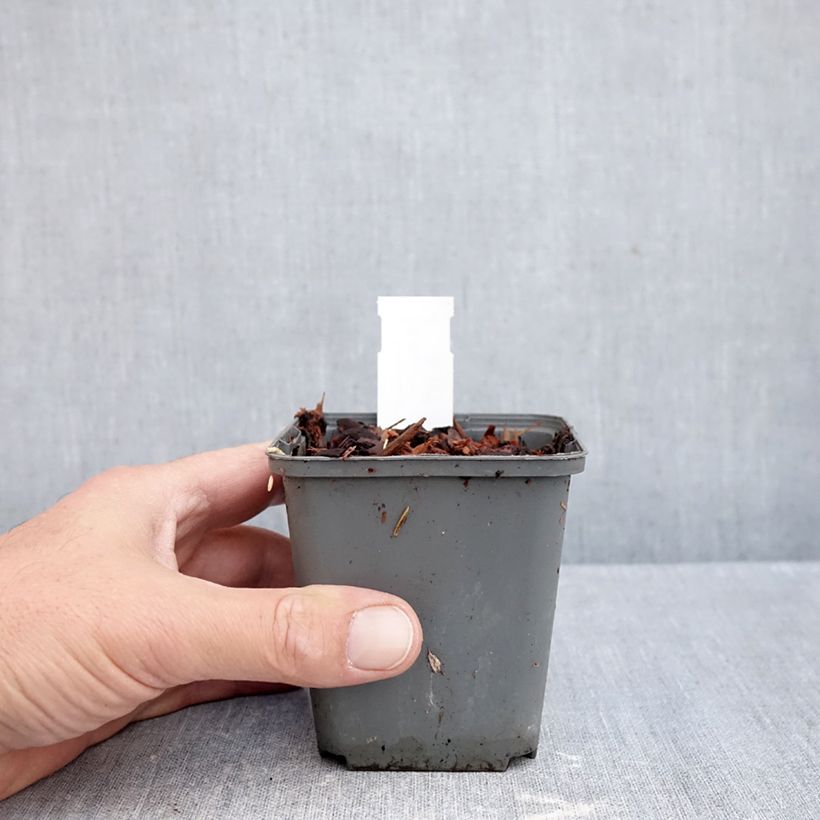 Esemplare di Convallaria majalis Géant de Fortin - Mughetto Vasetto da 8/9 cm come consegnato in autunno