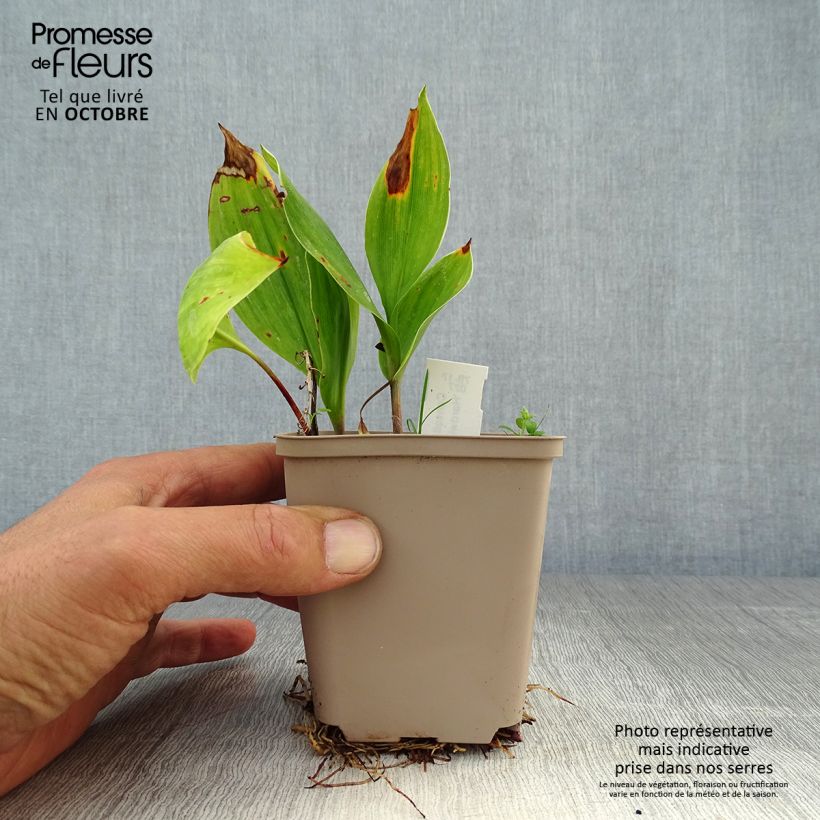 Esemplare di Convallaria majalis Hardwick Hall - Mughetto Vasetto da 8/9 cm come consegnato in autunno