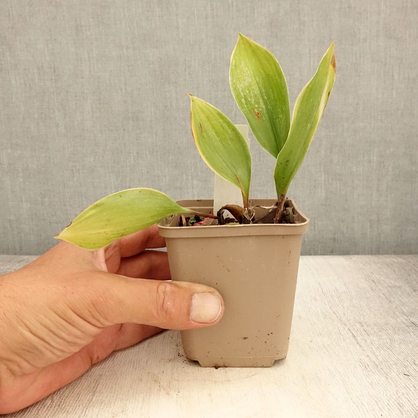 Esemplare di Convallaria majalis Hardwick Hall - Mughetto Vasetto da 8/9 cm consegnato in estate