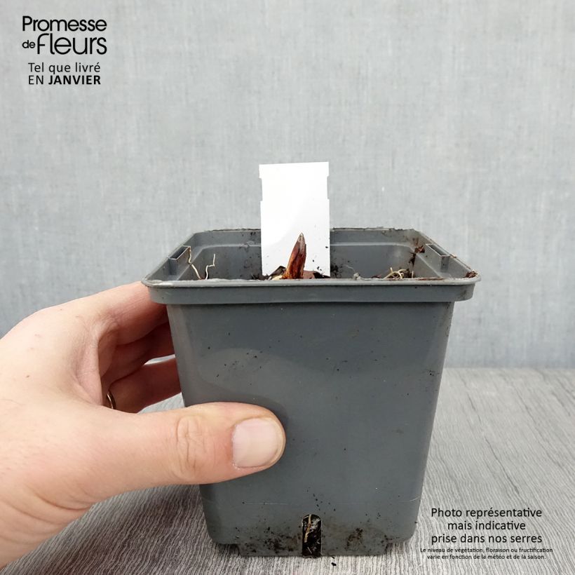 Convallaria majalis Hardwick Hall - Mughetto Vaso da 1,5L/2L esemplare consegnato in inverno