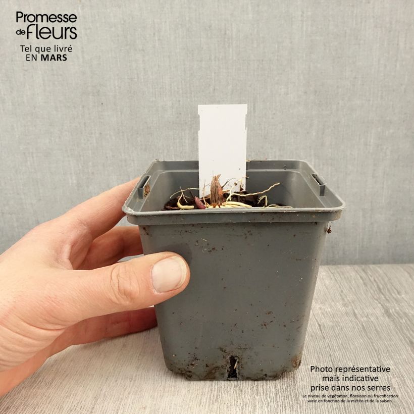 Convallaria majalis Hardwick Hall - Mughetto Vaso da 1,5L/2L esemplare consegnato in primavera