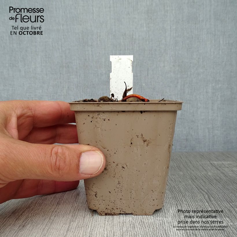 Esemplare di Convallaria majalis Rosea - Mughetto Vasetto da 8/9 cm come consegnato in autunno