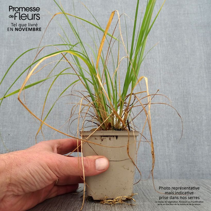 Esemplare di Muhlenbergia rigens Vasetto da 8/9 cm come consegnato in autunno
