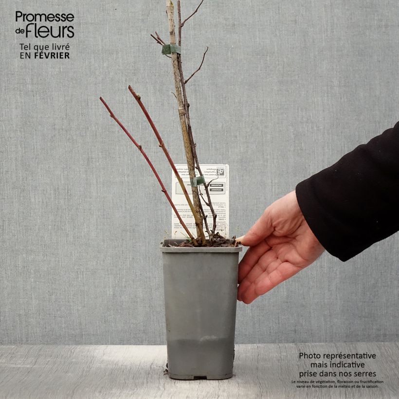 Mora ibrida Dorman Red Bio Vaso da 1,5L/2L esemplare consegnato in inverno