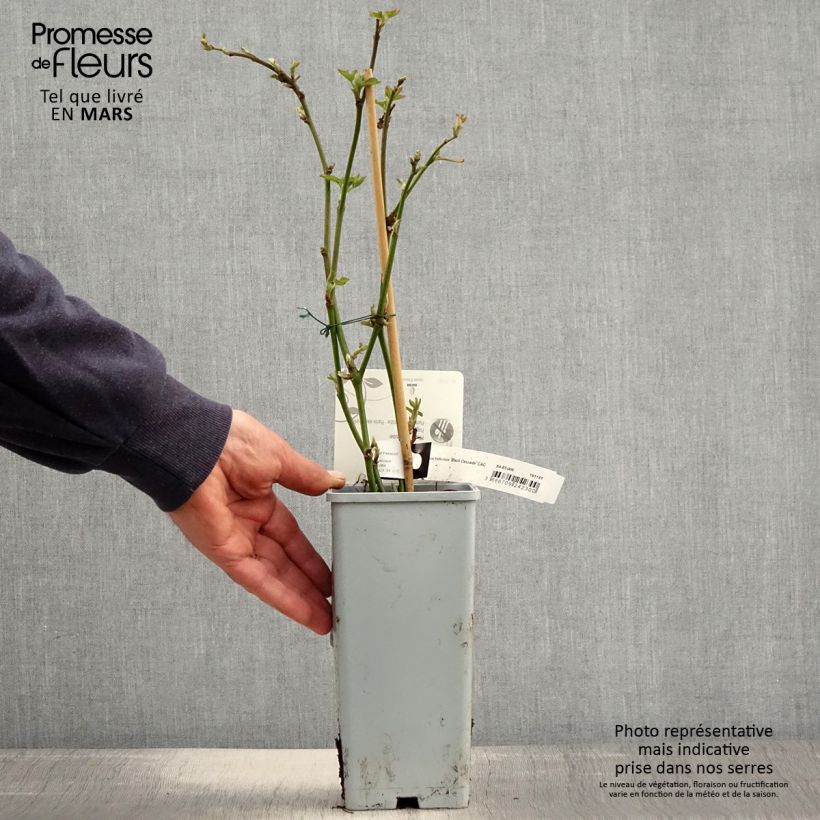 Mora nana Black Cascade Vaso da 2L/3L, Multifusto esemplare consegnato in primavera