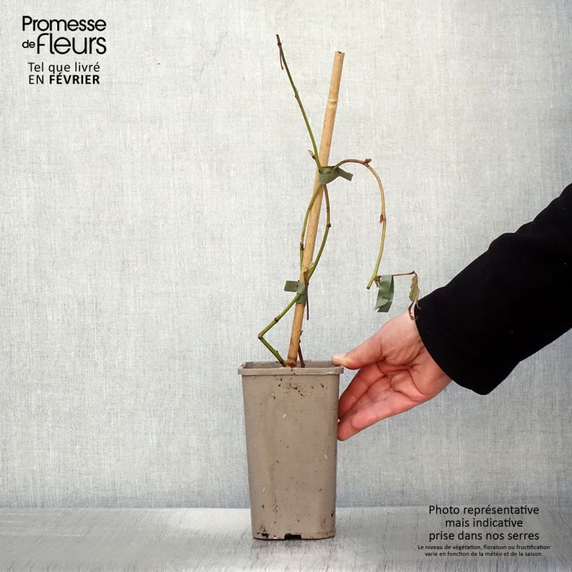 Mora Loch Maree Vaso da 1,5L/2L esemplare consegnato in inverno